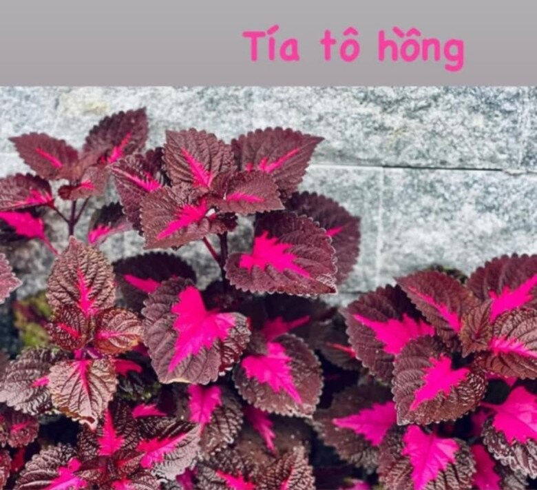 Khu vườn rực rỡ của MC Diễm Quỳnh được chồng cô mát tay chăm sóc- Ảnh 6.