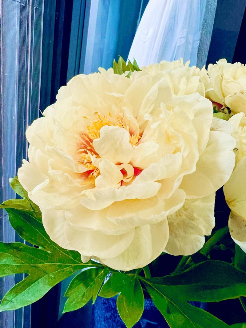 Khu vườn rực rỡ của MC Diễm Quỳnh được chồng cô mát tay chăm sóc- Ảnh 17.