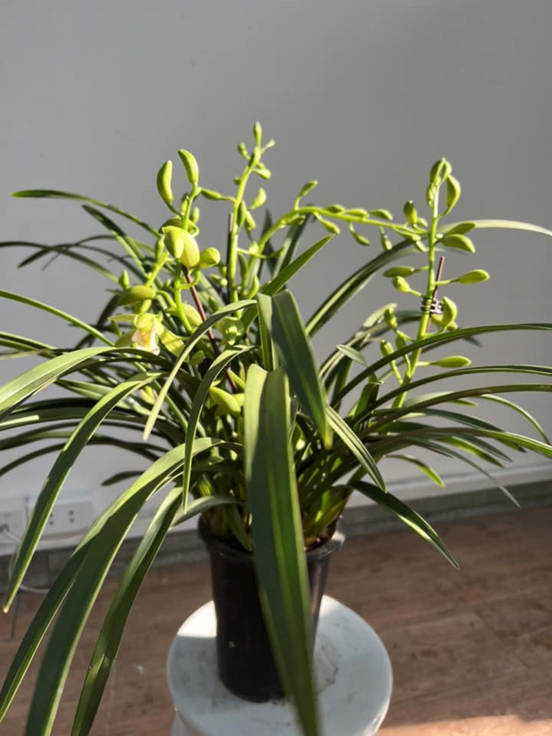 Khu vườn rực rỡ của MC Diễm Quỳnh được chồng cô mát tay chăm sóc- Ảnh 27.