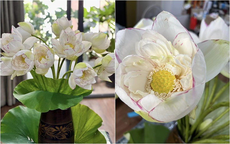 Khu vườn rực rỡ của MC Diễm Quỳnh được chồng cô mát tay chăm sóc- Ảnh 15.