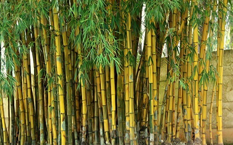 Đây mới là những cây cho nhà hướng Nam mang tài lộc và may mắn cho gia chủ- Ảnh 5.