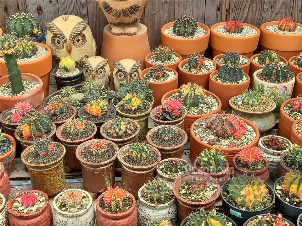 Đây mới là những cây cho nhà hướng Nam mang tài lộc và may mắn cho gia chủ- Ảnh 6.