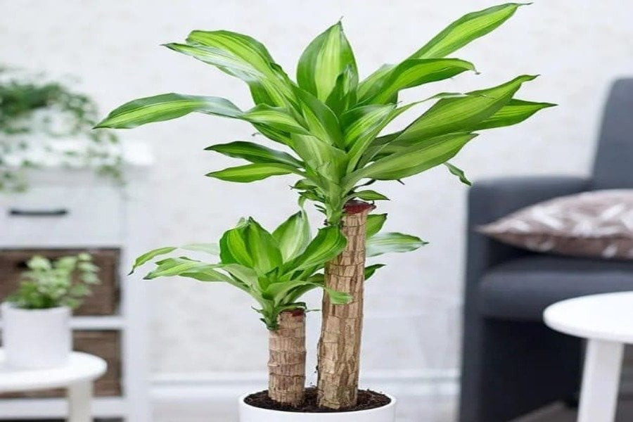 Những cây cảnh này chuẩn phong thủy cho những người tuổi Mùi phát tài, hút lộc, gia đạo yên vui- Ảnh 7.