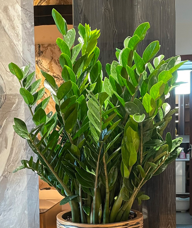 Những cây cảnh này chuẩn phong thủy cho những người tuổi Mùi phát tài, hút lộc, gia đạo yên vui- Ảnh 6.