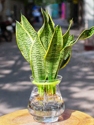 Những cây cảnh này chuẩn phong thủy cho những người tuổi Mùi phát tài, hút lộc, gia đạo yên vui- Ảnh 8.