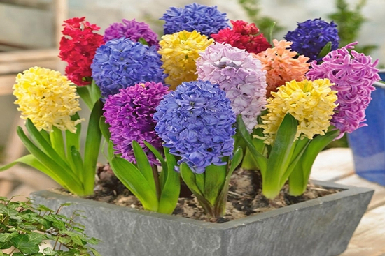 Những loại cây, hoa này không nên để trong nhà nếu không muốn vận xui kéo đến