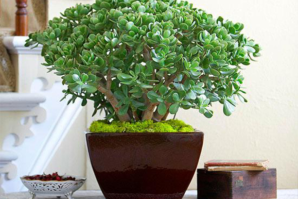 Những loại cây, hoa này không nên để trong nhà nếu không muốn vận xui kéo đến - Ảnh 10.