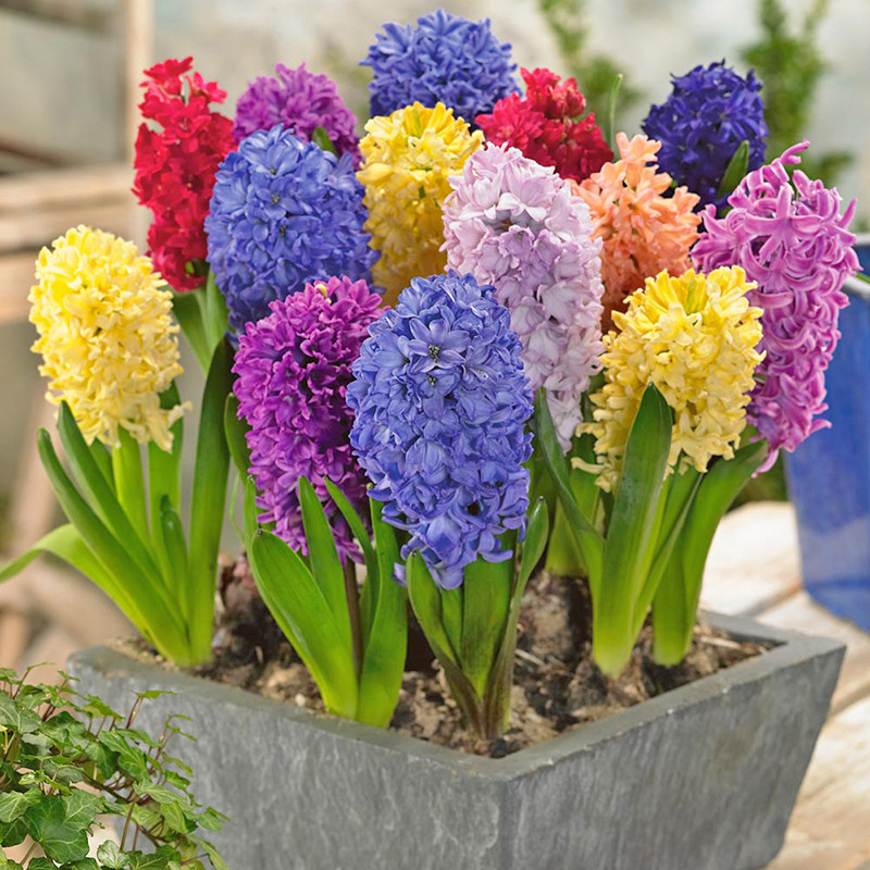 Những loại cây, hoa này không nên để trong nhà nếu không muốn vận xui kéo đến - Ảnh 7.