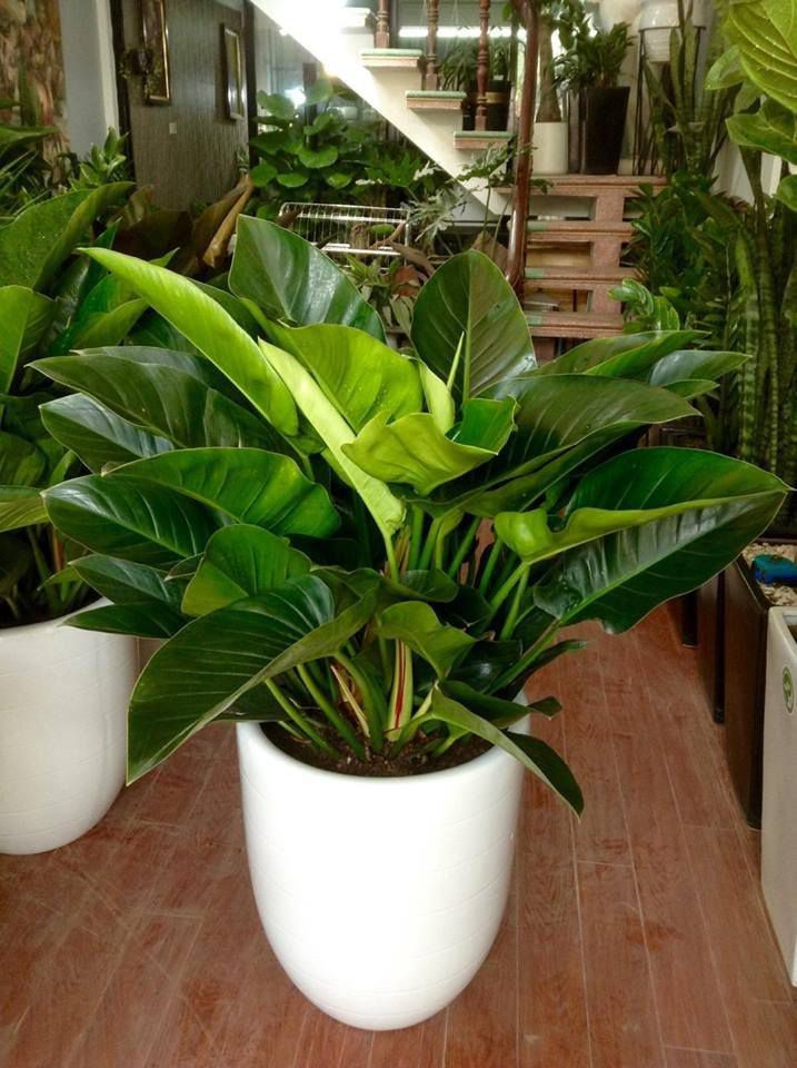 Đây mới là những cây phong thủy hợp tuổi Ngọ - Ảnh 7.