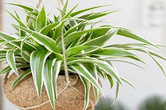 Những người thuộc 3 mệnh này nếu trồng cây lan chi sẽ tăng tài lộc