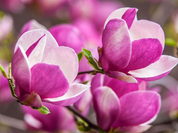 Sau ngày 4/4, 3 con giáp may mắn bất ngờ, 'độc chiếm' Thần Tài, bật công tắc may mắn, TÀI LỘC gia tăng, hút tiền không ngớt về túi - Ảnh 2