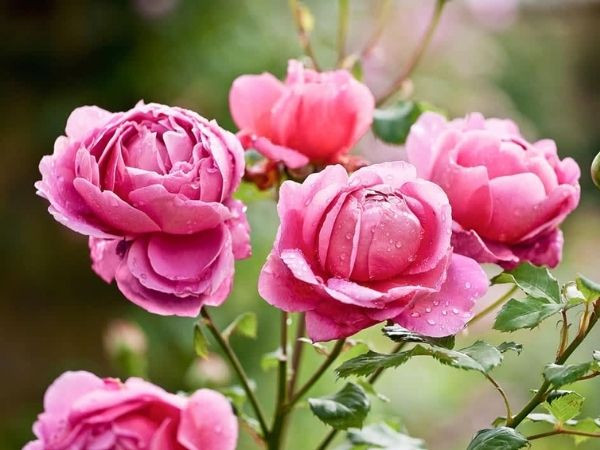 Trúng số độc đắc vào đúng hôm nay (12/4/2025), 3 con giáp là con cưng Thần Tài, gánh vàng về nhà, giàu có vang danh, PHÚC KHI dồi dào - Ảnh 1