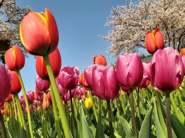 Đúng 20h hôm nay, ngày 13/4/2025, 3 con giáp có vận may bùng nổ, tài vận khởi sắc, mọi việc hanh thông, vừa có tiền vừa gặp may mắn, mọi việc thuận lợi - Ảnh 2