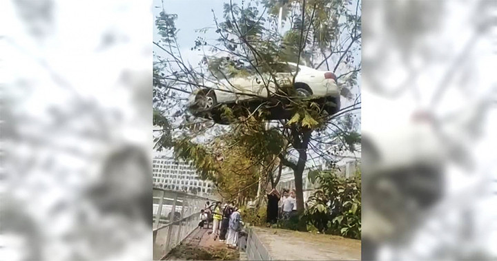 Cảnh ô tô trên ngọn cây được trường dạy lái xe dàn dựng, đăng lên mạng để thu hút học viên đăng ký. (Ảnh: Weibo)