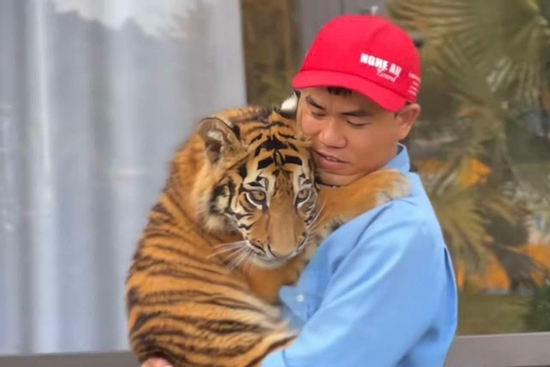 Khách bế hổ, vuốt ve ở Nghệ An, kiểm lâm chỉ đạo khẩn