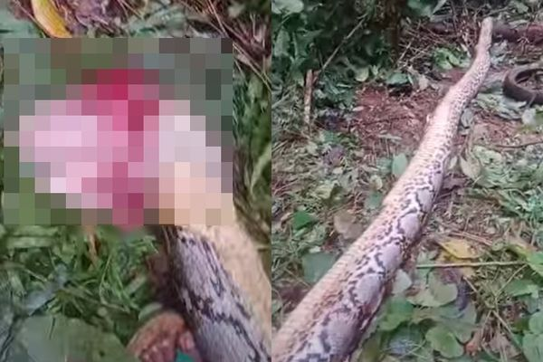 Ra vườn rau tìm mẹ, con trai bỗng hét lớn rồi ngã quỵ: Hàng xóm chạy ra chứng kiến cảnh ám ảnh- Ảnh 1.