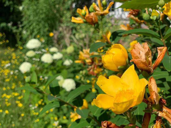 Ca sĩ Mỹ Lệ ở tuổi 53, sau nhiều năm rút khỏi showbiz: Đại gia 'làm nông' trên mảnh vườn hơn 10.000m2 'cái gì cũng có'- Ảnh 23.