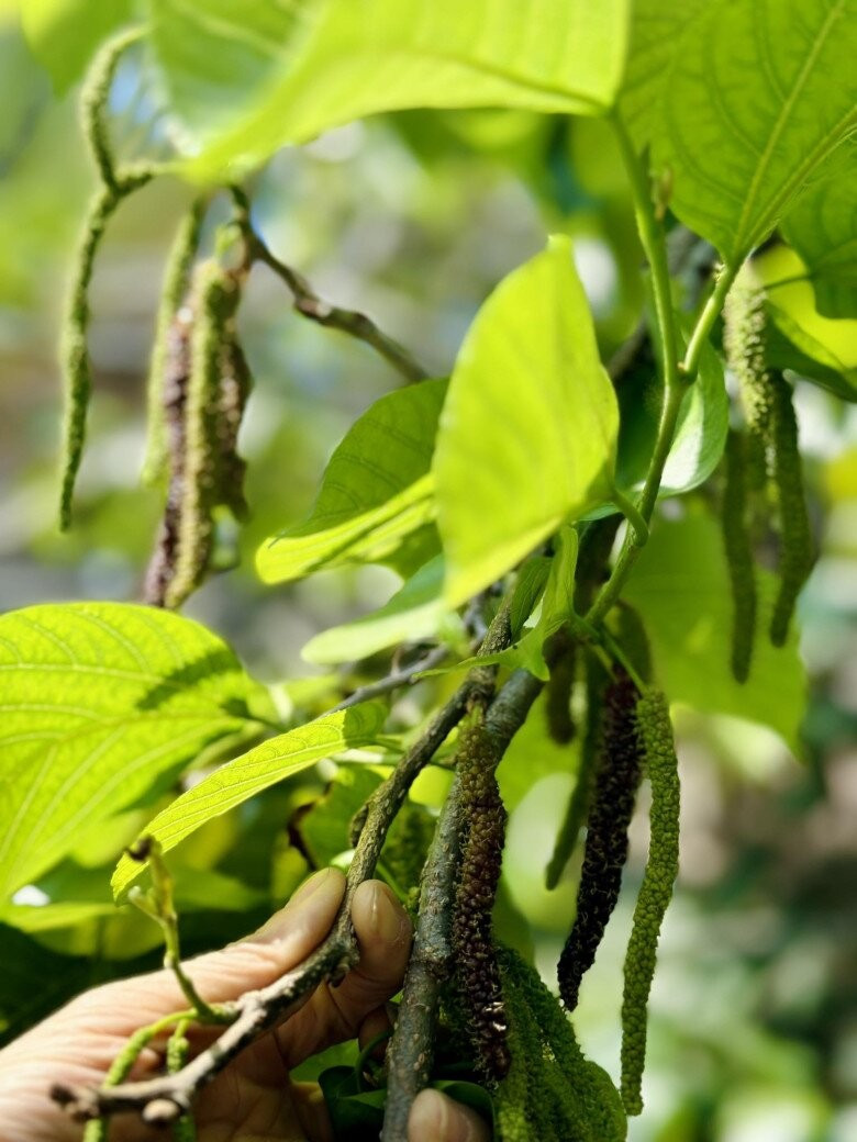 Ca sĩ Mỹ Lệ ở tuổi 53, sau nhiều năm rút khỏi showbiz: Đại gia 'làm nông' trên mảnh vườn hơn 10.000m2 'cái gì cũng có'- Ảnh 8.