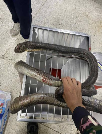 Bị rắn hổ mang cắn, người phụ nữ 47 tuổi tay không hạ gục con rắn rồi mang đến bệnh viện- Ảnh 1.