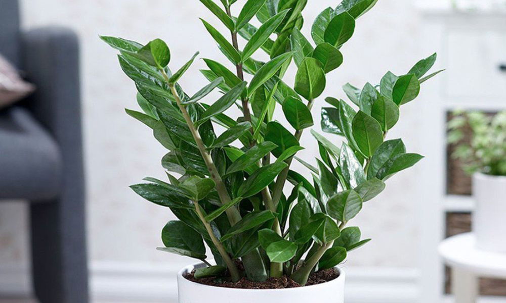 Cách chọn cây cảnh để chân cầu thang trong nhà hút vượng khí, tài lộc- Ảnh 4.