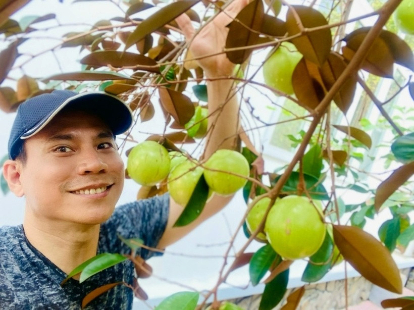 Cây vú sữa sai trĩu quả tại nhà vườn của Trí Quang.