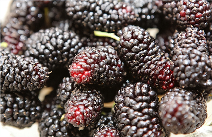 Dâu tằm có rất nhiều công dụng tốt cho sức khỏe. (Ảnh: Sohu)