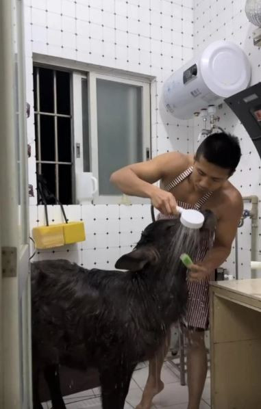 Tranh cãi chuyện nam thanh niên nuôi trâu trong phòng trọ- Ảnh 1.