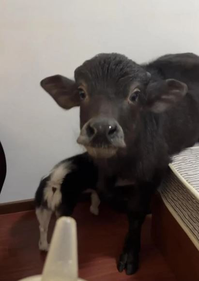 Tranh cãi chuyện nam thanh niên nuôi trâu trong phòng trọ- Ảnh 2.