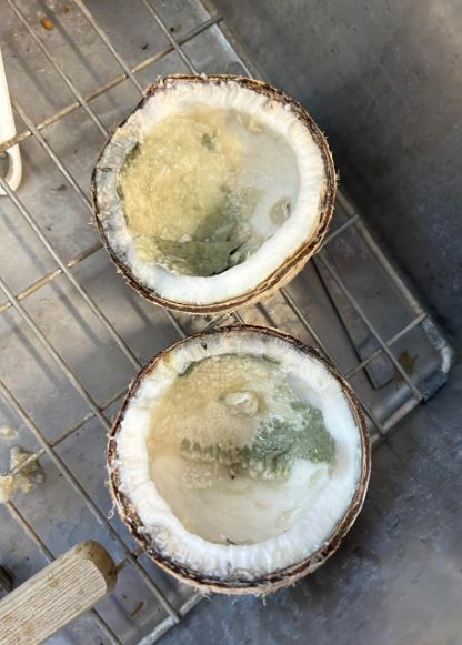 Người đàn ông 69 tuổi tử vong sau khi uống nước dừa- Ảnh 1.