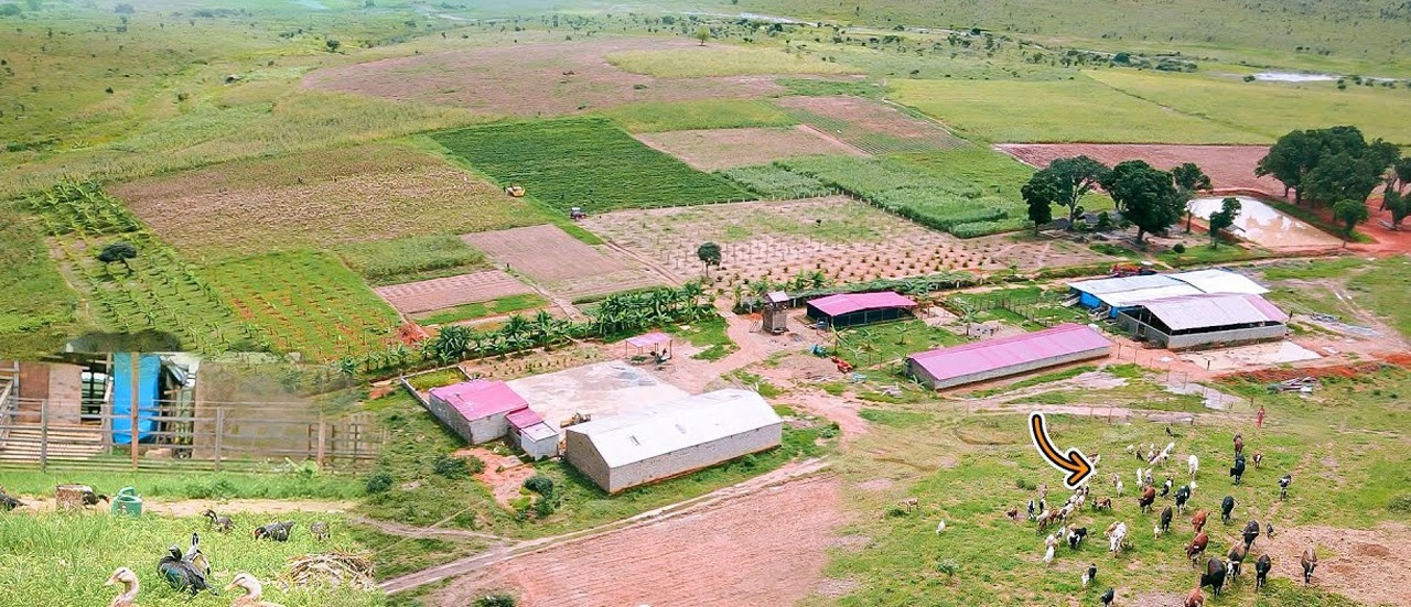 Choáng xem ảnh cận cảnh trang trại bạc tỷ rộng 14 ha của Quang Linh Vlog tại Châu Phi