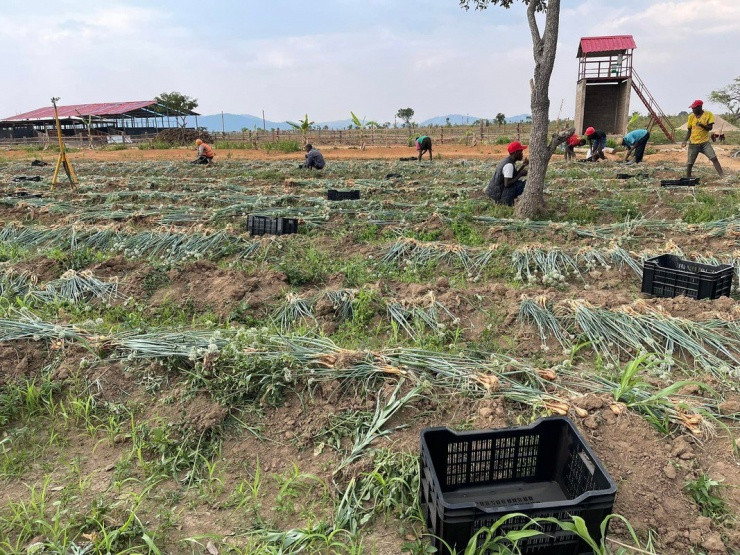 Choáng xem ảnh cận cảnh trang trại bạc tỷ rộng 14 ha của Quang Linh Vlog tại Châu Phi