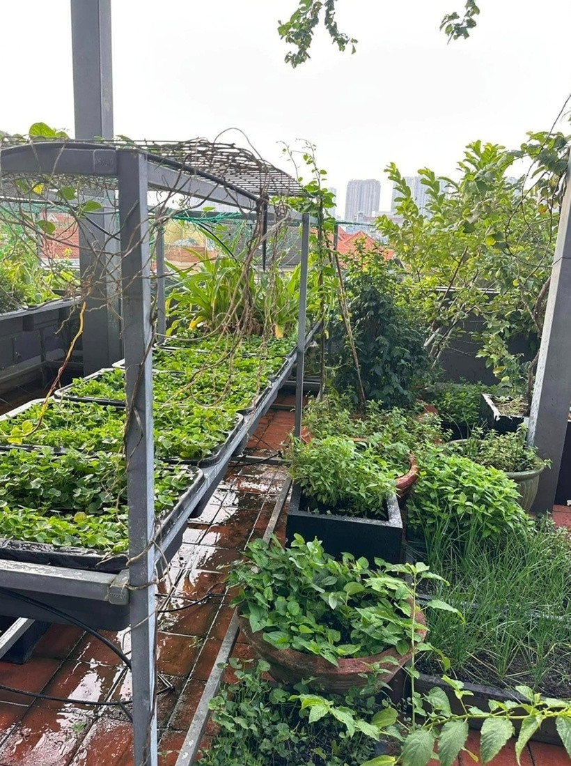 Có thể thấy, các loại rau ăn lá được đặt trên giàn hoặc trong chậu đất để đảm bảo tính thẩm mỹ. Vườn trên cao, thuộc khu vực đón sáng nên thích hợp trồng những giống rau chịu nắng như rau muống, mồng tơi, rau rền, dưa leo, bầu, bí...