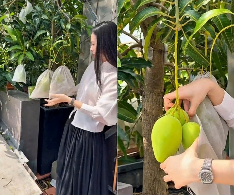 Cây xoài trồng trong chậu lớn cũng cho quả to. Diệp Bảo Ngọc bọc túi cẩn thận cho từng quả xoài để tránh sâu và côn trùng.