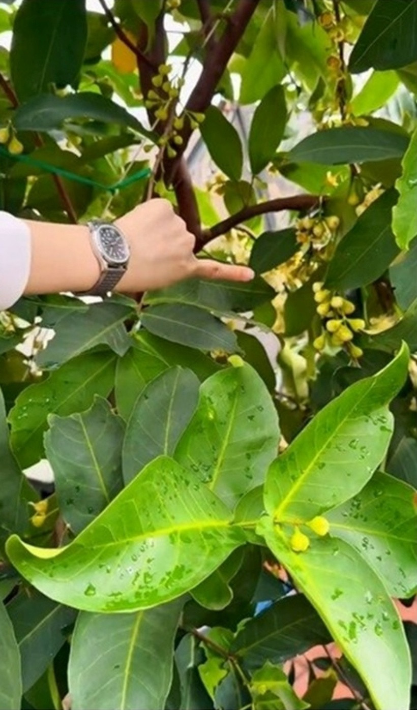 Khu vườn của nữ diễn viên có cây mận đang ra rất nhiều hoa.