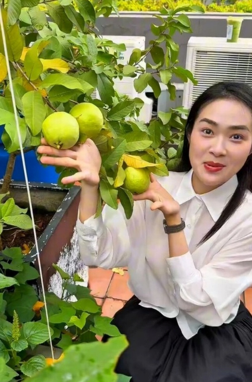 Mới đây, cư dân mạng không khỏi thích thú khi nữ diễn viên chia sẻ khoảnh khắc thu hoạch trái cây trong khu vườn trên sân thượng.