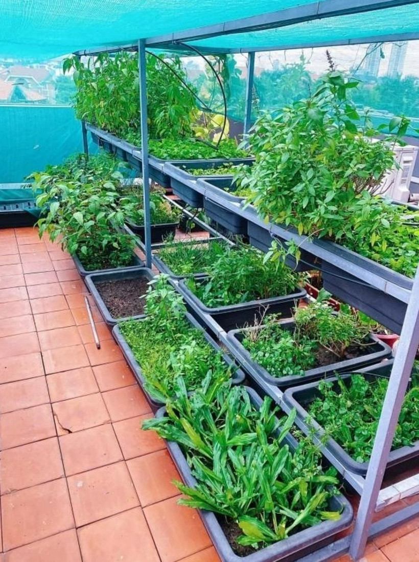 Bên cạnh các loại rau xanh, Diệp Bảo Ngọc trồng thêm một số loại rau gia vị như mùi tàu, hành, húng quế...