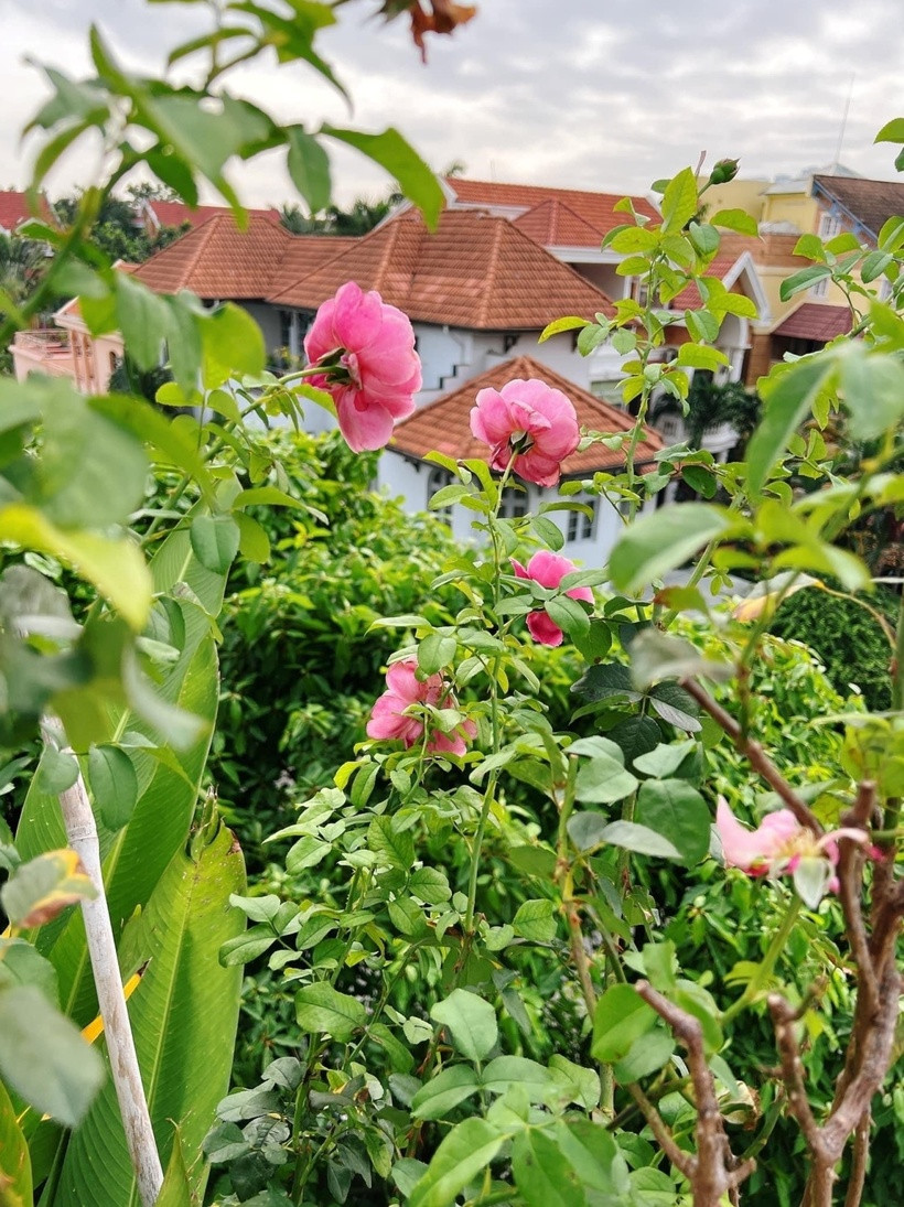 Hoa hồng nở rộ, khoe sắc giữa không gian xanh mát trên sân thượng.