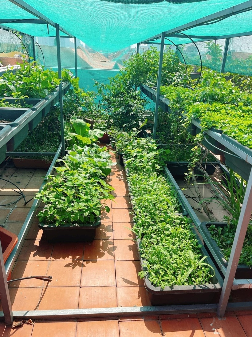 Các chậu trồng cây được sắp xếp vô cùng ngay ngắn và ngăn nắp. Nữ diễn viên thường xuyên cắt tỉa các lá hư, vàng.