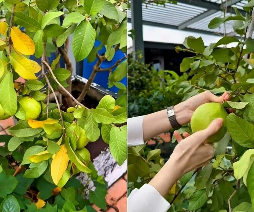 Cô hào hứng khoe cây ổi trồng trong chậu sai trĩu quả, quả nào cũng to tròn, căng bóng.