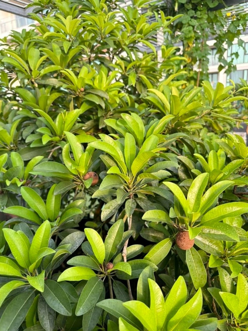 Cây hồng xiêm cũng xum xuê cành lá mà không tốn công chăm sóc.