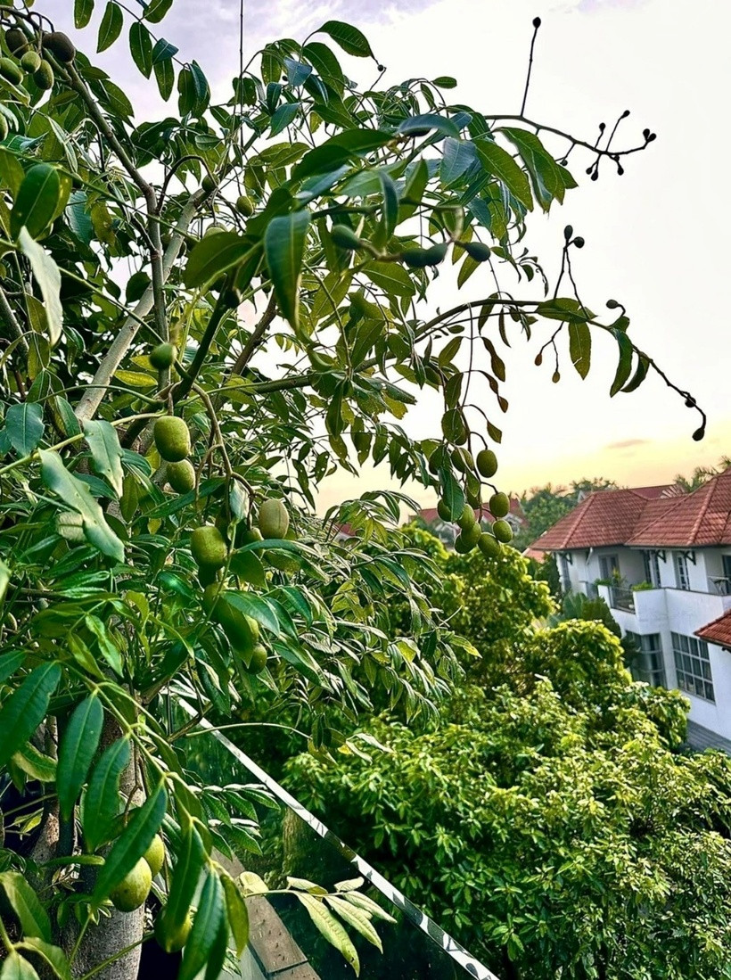 Gần đó, cây cóc cho quả sai lúc lỉu nhưng do quá chua nên Diệp Bảo Ngọc chỉ để làm cảnh.