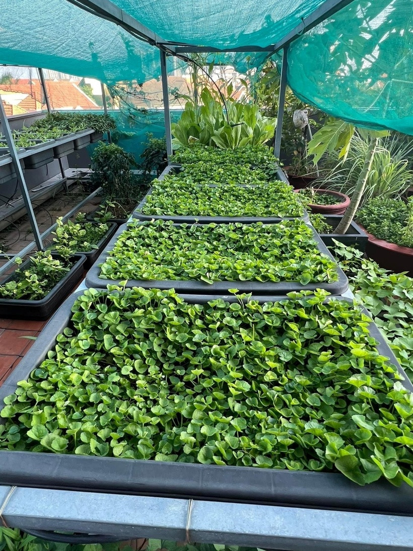 Do thích cuộc sống gần gũi với thiên nhiên, Diệp Bảo Ngọc tận dụng khoảng sân thượng để tạo không gian xanh với nhiều rau củ, cây ăn quả, cung cấp nguồn thực phẩm cho gia đình, ngoài ra còn có bonsai, hoa hồng.