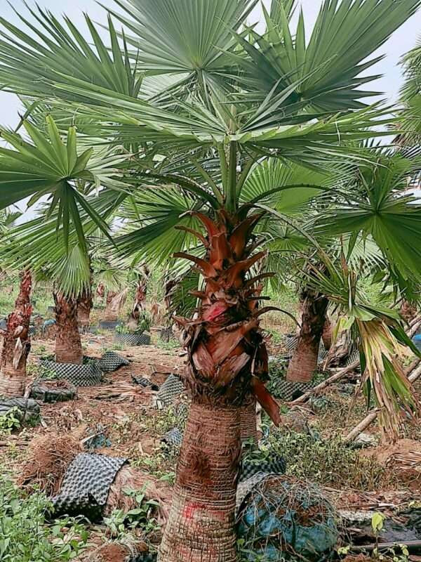 Top các cây cọ cảnh trồng sẽ mang lại bình an, may mắn, thịnh vượng cho gia chủ- Ảnh 5.