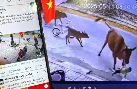Bò thả rông tràn ra đường, húc văng cháu bé ở Đà Nẵng