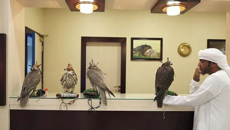 Loài chim đắt đỏ bậc nhất thế giới, giá gần nửa tỷ đồng/con, được cấp hộ chiếu, ngồi khoang hạng nhất- Ảnh 4.