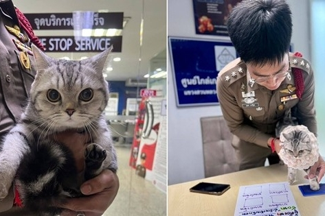 Chú mèo đi lạc bị buộc tội vì cắn nhiều cảnh sát, dân mạng khó nhịn cười
