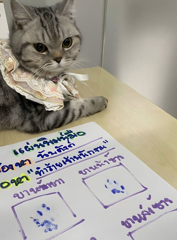 Chú mèo đi lạc bị buộc tội vì cắn nhiều cảnh sát, dân mạng khó nhịn cười ảnh 3