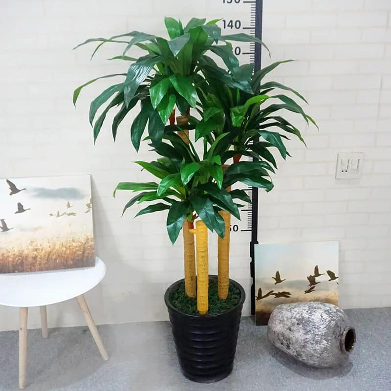 Những loại cây cảnh tuyệt đối không nên đặt trong phòng làm việc - Ảnh 4.