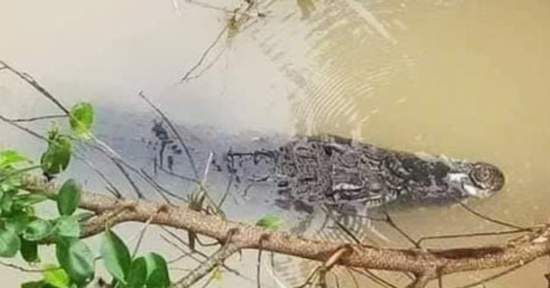 Cá sấu nổi trên kênh ở Long An, chính quyền cảnh báo khẩn