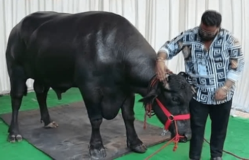 Con trâu giá 106 tỷ đồng, người đàn ông vẫn xuống tiền mua